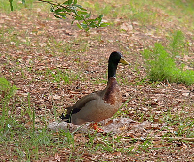 [Male mallard just starting to morph into eclipse plumage (his head is still teal colored) is standing on the down and leaves of a nest.]